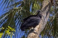 Black Vulture Perched On The Trunk Of A Palm Tree