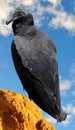 Black Vulture perching Royalty Free Stock Photo