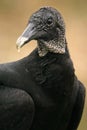 Black vulture portrait