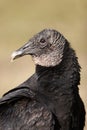 Black Vulture Portrait Royalty Free Stock Photo