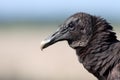 Black Vulture Portrait Royalty Free Stock Photo