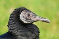 Black vulture Royalty Free Stock Photo