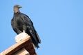 Black Vulture Portrait Isolated, Nicaragua Royalty Free Stock Photo