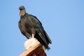 Black Vulture Portrait Isolated, Nicaragua Royalty Free Stock Photo