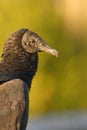 Black Vulture Royalty Free Stock Photo