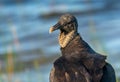 Black Vulture Portrait Royalty Free Stock Photo