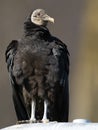 Black Vulture Portrait Royalty Free Stock Photo