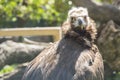 Black vulture resting quietly sunbathing Royalty Free Stock Photo