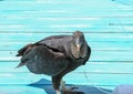 A black vulture resting on a wooden deck in Florida