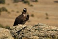 black vulture rests on a rock Royalty Free Stock Photo