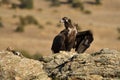 Black vulture rests on a rock Royalty Free Stock Photo