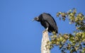 Black Vulture roost, Georgia USA Royalty Free Stock Photo