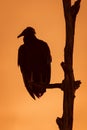 Black Vulture Roosting in a Tree at Sunset - Florida Royalty Free Stock Photo