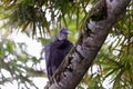 Black vulture seen perched on tree branch with soft focus leaves in the background Royalty Free Stock Photo