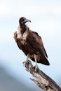 Black vulture sits on branch of a tree