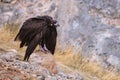 Black vulture sitting on a stone with drooping wings Royalty Free Stock Photo