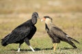 Black Vulture and Southern Caracara
