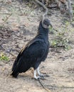 Black vulture standing on the bank of the Grand River below the Pensacola Dam Royalty Free Stock Photo