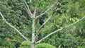 Black vulture in a tree Royalty Free Stock Photo