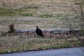 Black Vulture Walking Through the Grass Royalty Free Stock Photo