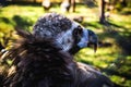 Black vulture Royalty Free Stock Photo