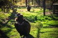 Black vulture Royalty Free Stock Photo