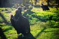 Black vulture Royalty Free Stock Photo