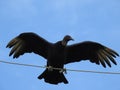 Black Vulture with Wings Spread, Coragyps atratus