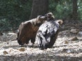 Black vultures Royalty Free Stock Photo