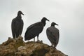 Black vultures on a cliff Royalty Free Stock Photo