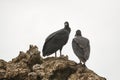Black vultures on a cliff Royalty Free Stock Photo