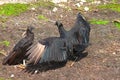 Black Vultures (Coragyps atratus) Royalty Free Stock Photo