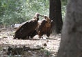 Black vultures couple Royalty Free Stock Photo