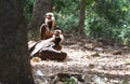 Black vultures couple Royalty Free Stock Photo