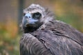 Black vultures Royalty Free Stock Photo