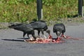 Black vultures eating Royalty Free Stock Photo