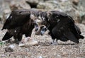 Black vultures eating