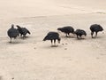 Black Vultures at Enclave Parkway cleaning up their meal