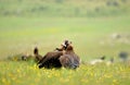 Black vultures among flowers in spring Royalty Free Stock Photo