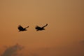 Black Vultures flying at sunset