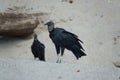 Black Vultures at Grande Riviere beach in Trinidad and Tobago