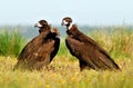 Black vultures Royalty Free Stock Photo