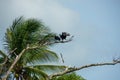 Black Vultures in Palmtree of Nariva Swamp on Trinidad Royalty Free Stock Photo