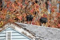 Black Vultures on a Rooftop