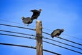 Black vultures with a sky background Royalty Free Stock Photo