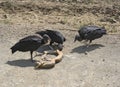 Black Vultures and Snake Royalty Free Stock Photo