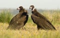 Black vultures in spring Royalty Free Stock Photo