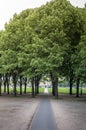 Black Walkway Through Grop of Trees