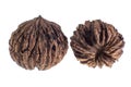 Black walnut from the Andes Royalty Free Stock Photo