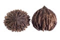 Black walnut from the Andes called tocte Royalty Free Stock Photo